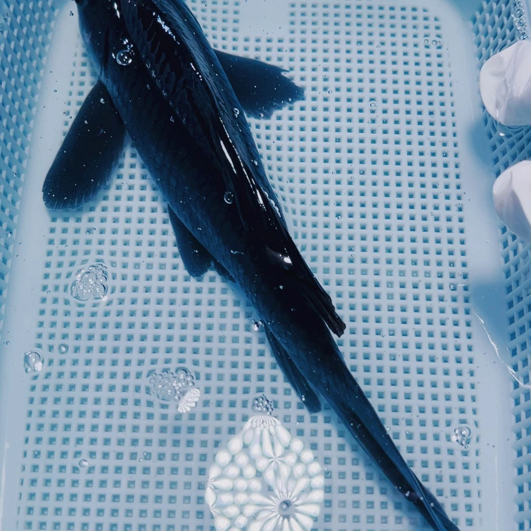 锦鲤锦鲤观赏冷水20-22黑