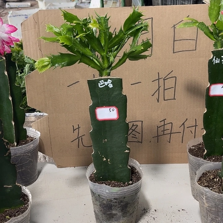 平***福当前无花朵，栽培后可花朵巴哈