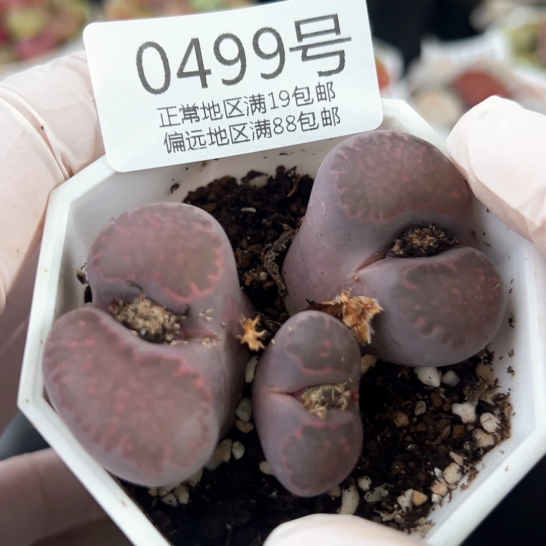 好养易活生石花大母本0499