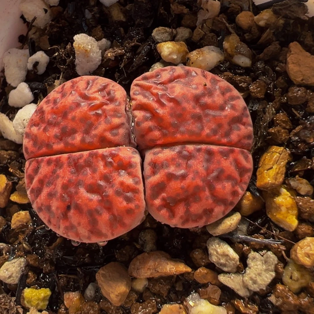 162多肉植物种类和
