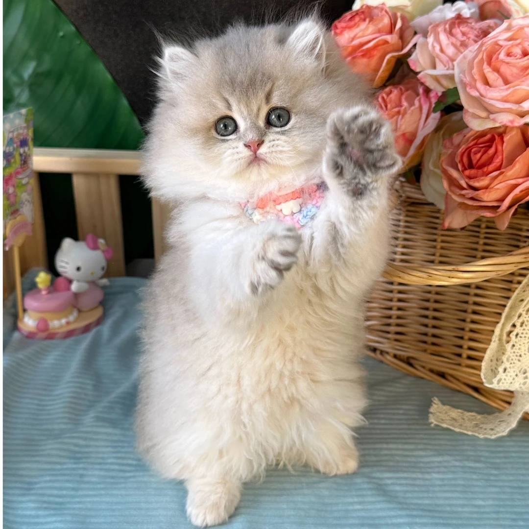 大嘴的矮脚猫活体猫咪通用链接