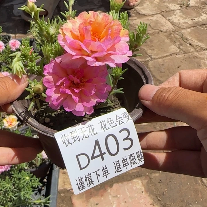 无花朵D403超小苗盆口10cm