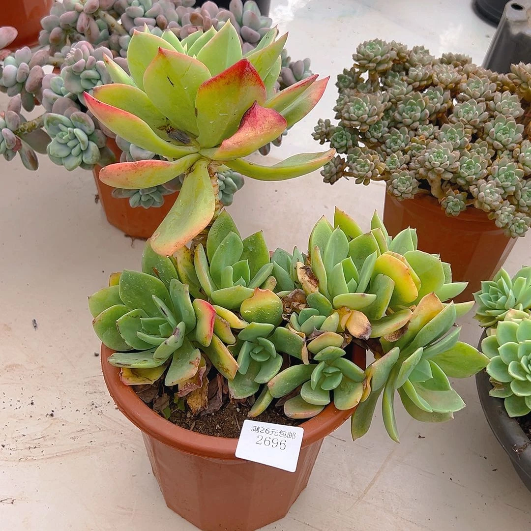 爱***逗2696柠檬珠多肉植物多肉