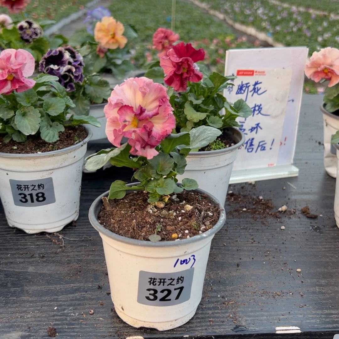 少量花朵（建议范围：2朵-5朵 或40%以下）327号