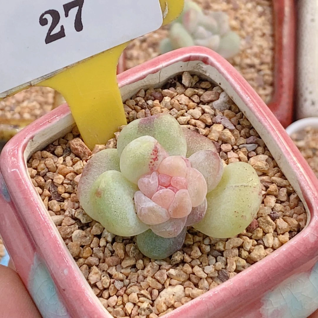 127冰玉石化糖心冰锦多肉