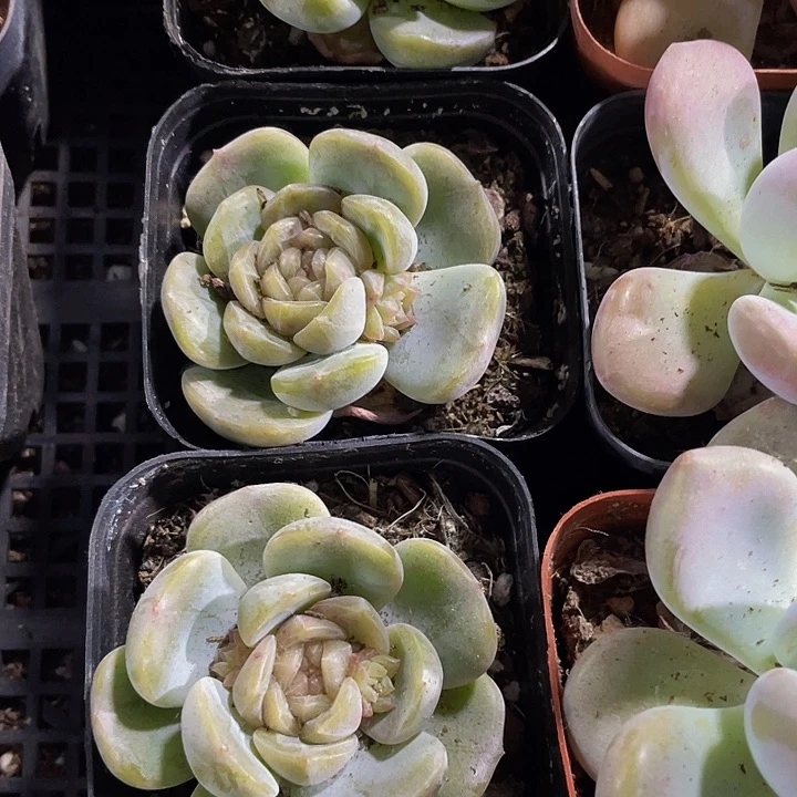 白恋2.8带盆土发