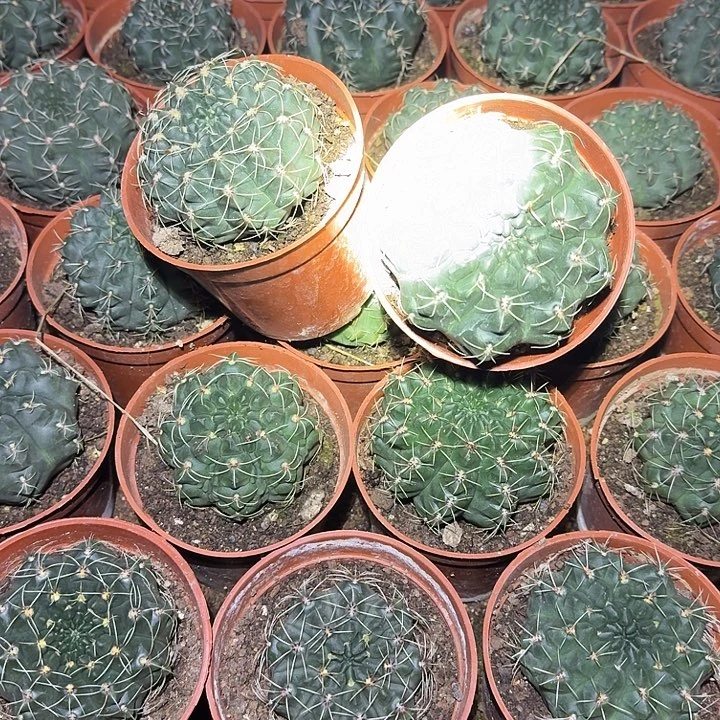 鱼***鱼无花朵菲花玉哈哈哈哈哈哈