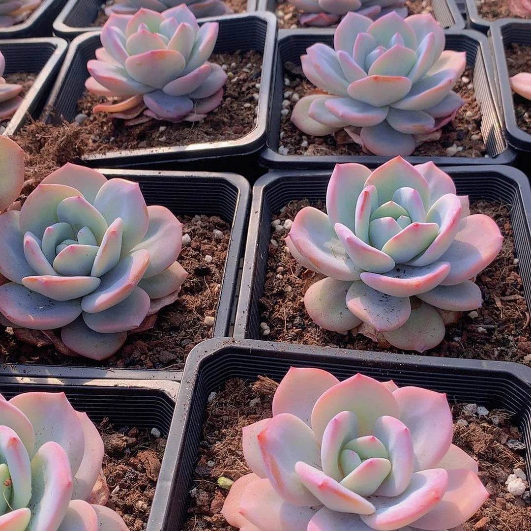 韩奶茶234567899900000