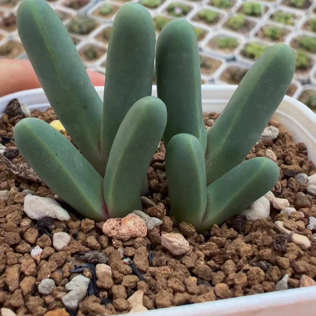 紫手指群多肉植物百科