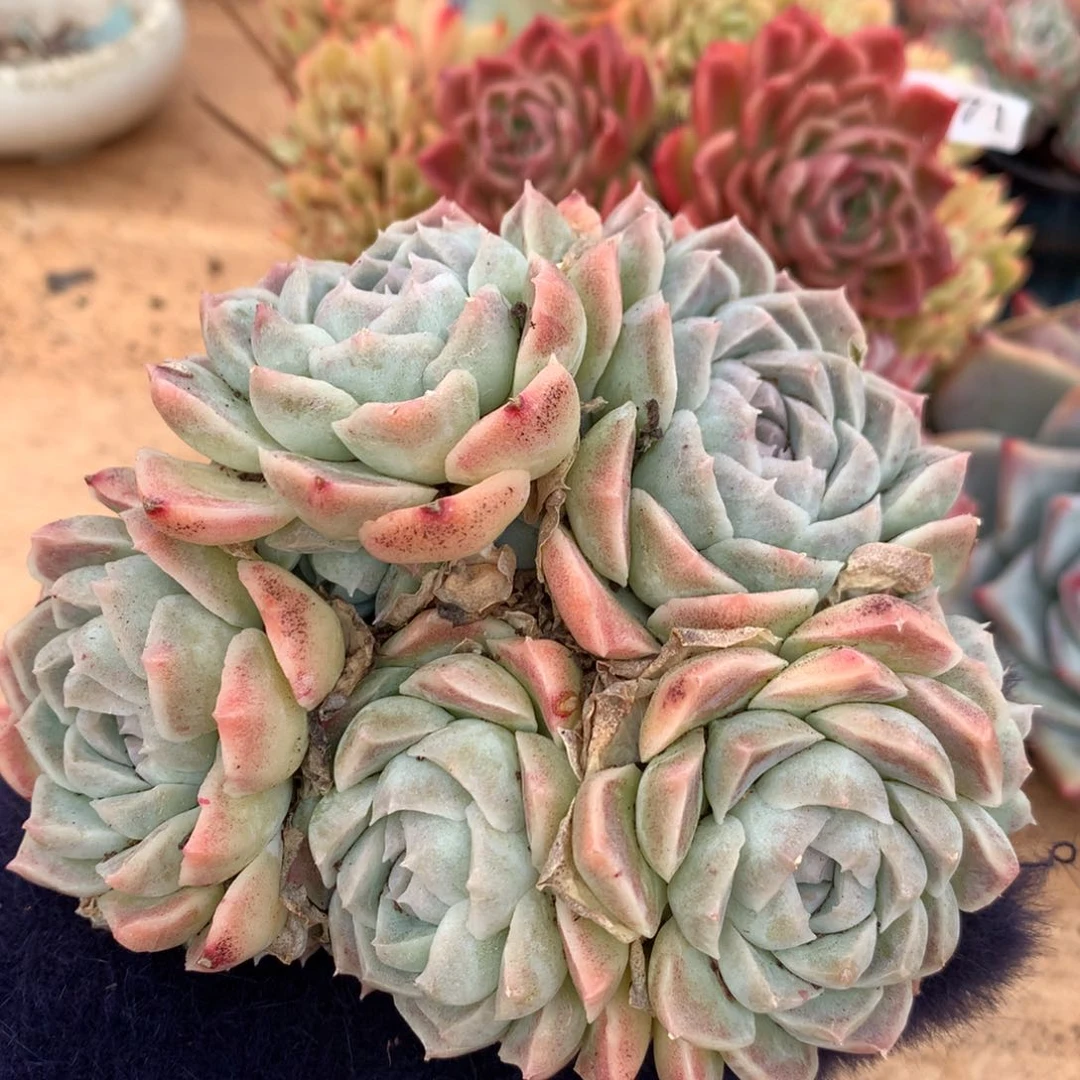 6279新年快乐发发发