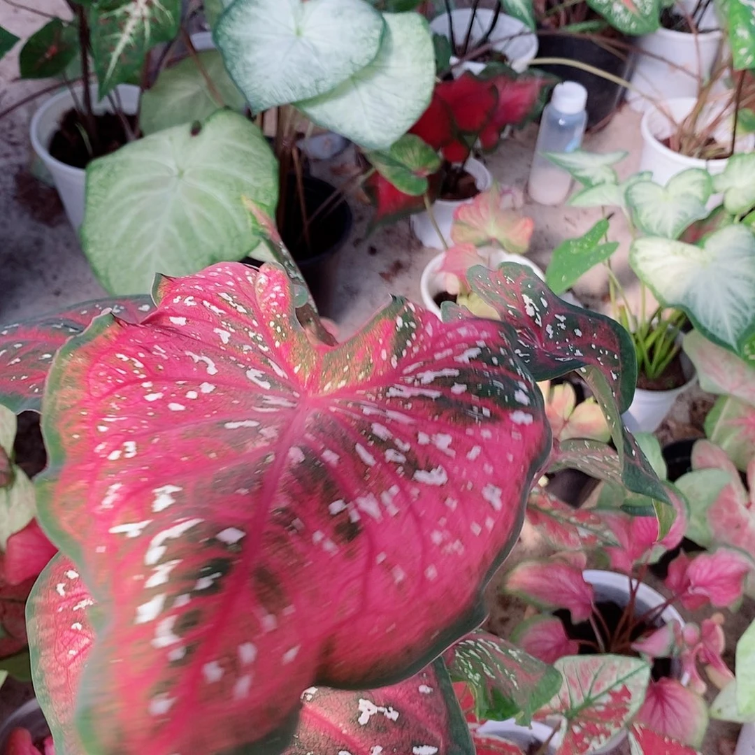 无花朵泰彩卡洛琳1982