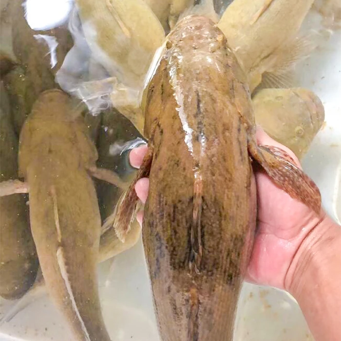 正宗笋壳鱼 泰笋 云斑尖塘鳢水族观赏渔场直销
