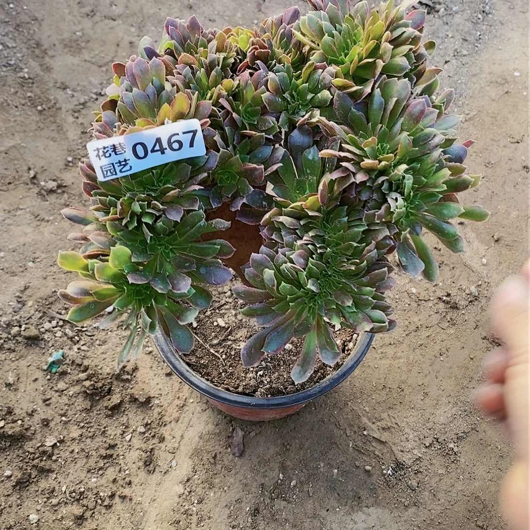 467 号20包邮不包断枝