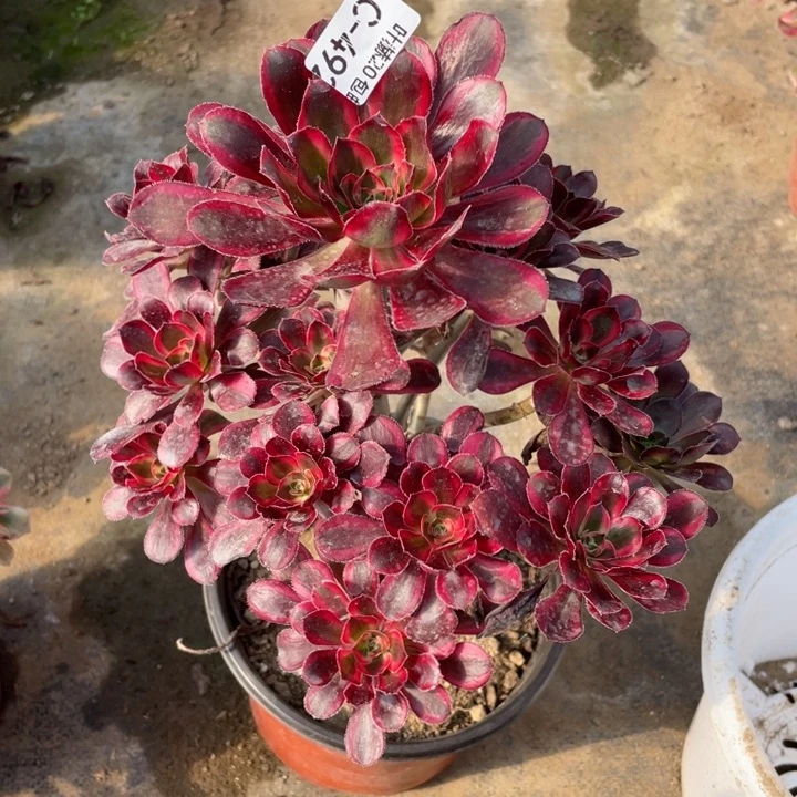 492香多肉123456789