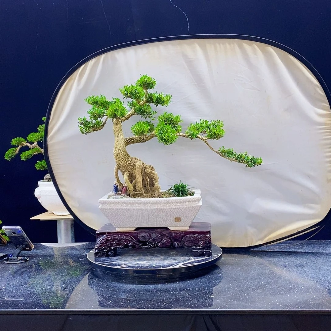 无花朵黄杨盆景造型