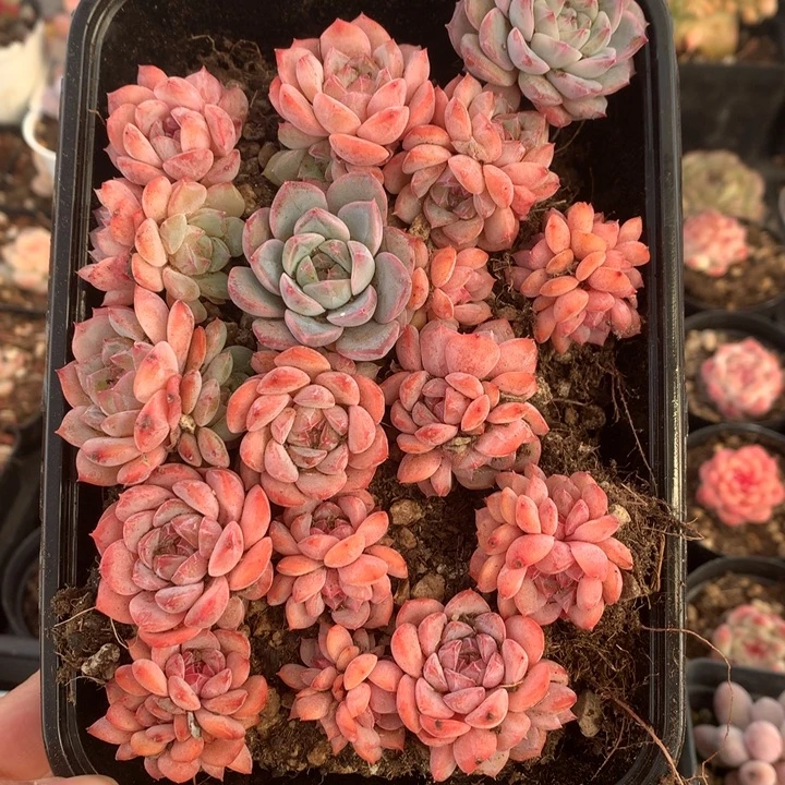 粉体切糕一物一拍