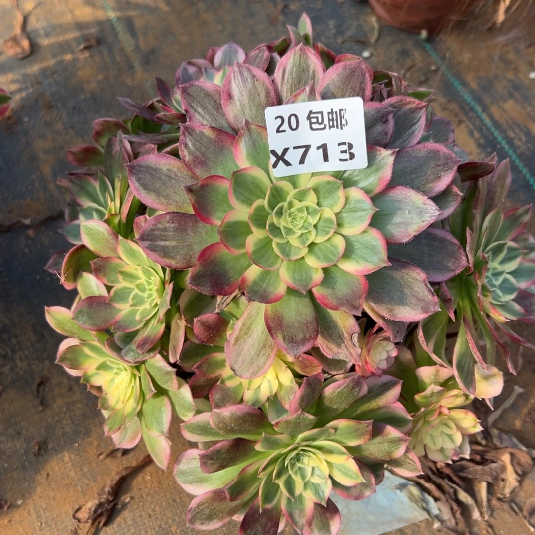 713海王，满20包邮嘟叮熊