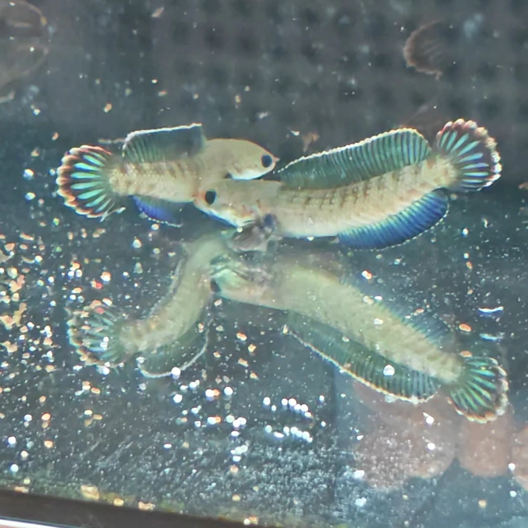 阿萨姆奶茶雷龙小型观赏鱼热带鱼好养互动性强网红鱼观赏鱼淡水