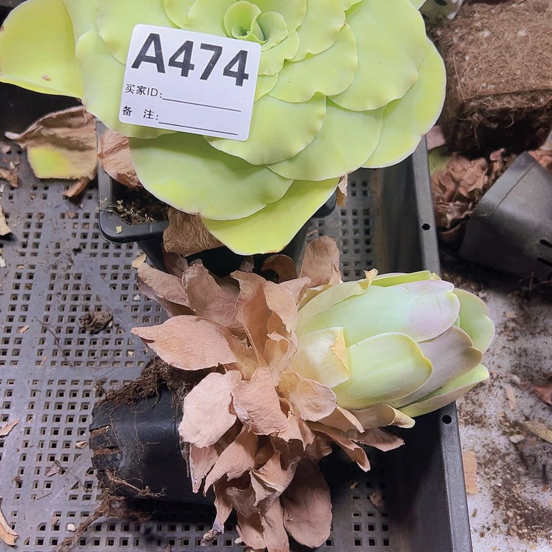 一物一拍无售后474