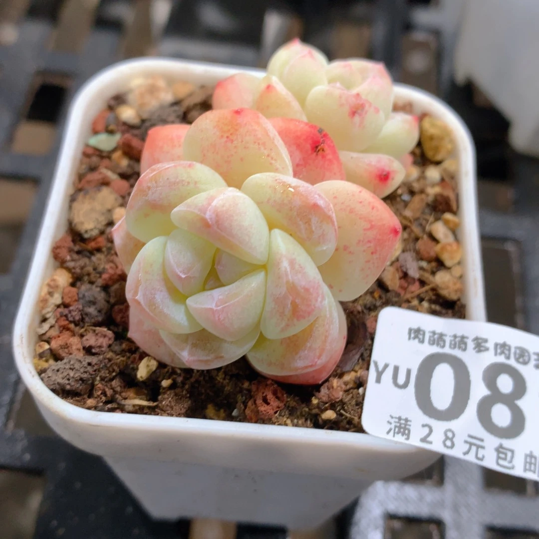 肉萌萌拇指盆精控多肉YU081