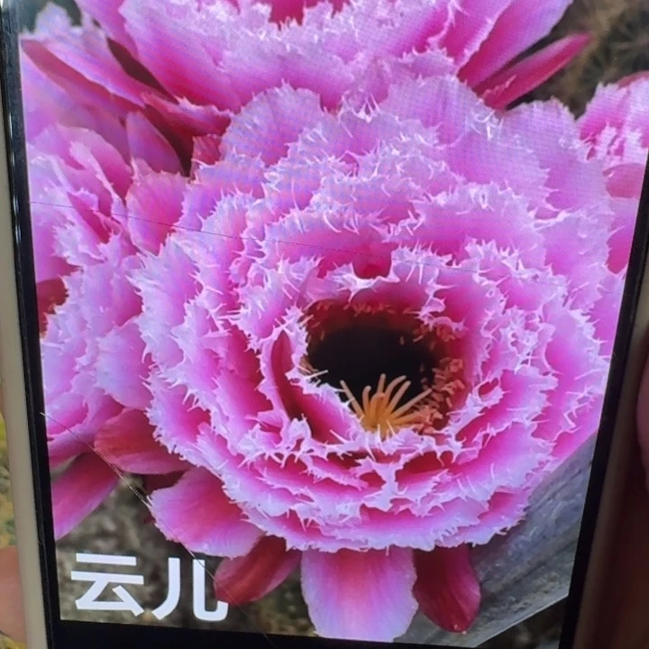 212毛云儿歪5公分左右无根侧牙，20包邮