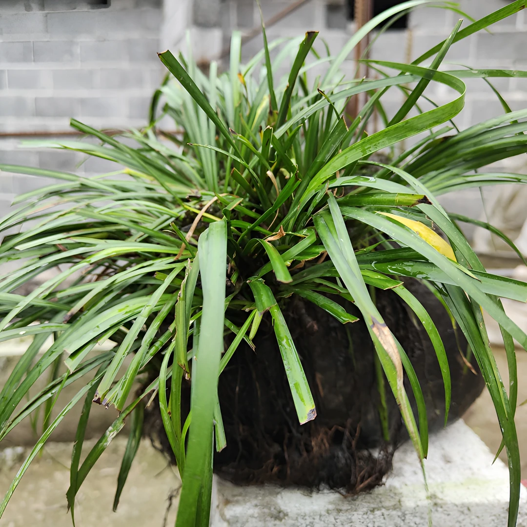 石菖蒲附石龙根水培土培植物鱼缸龟缸盆景造景绿植一物一拍