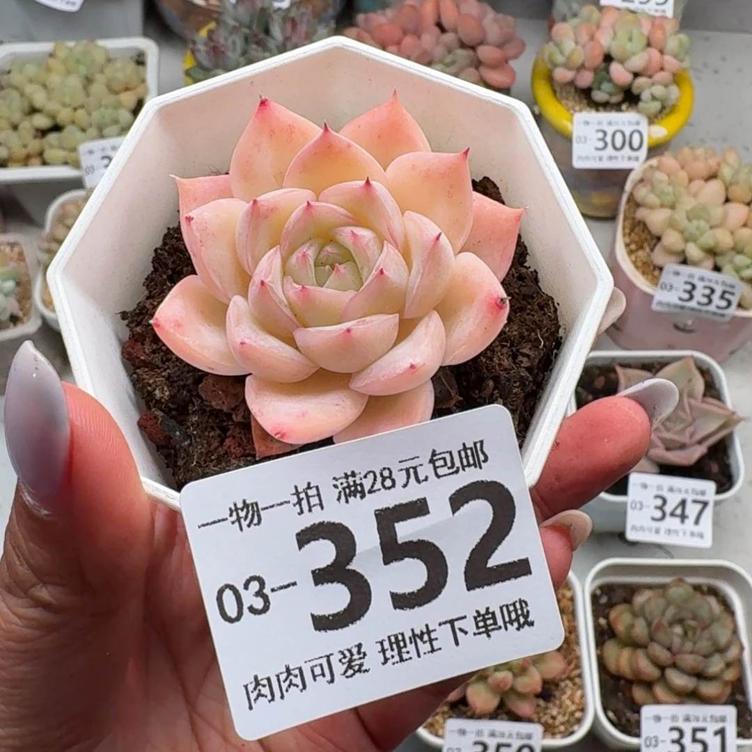 水晶玫瑰无盆土发货