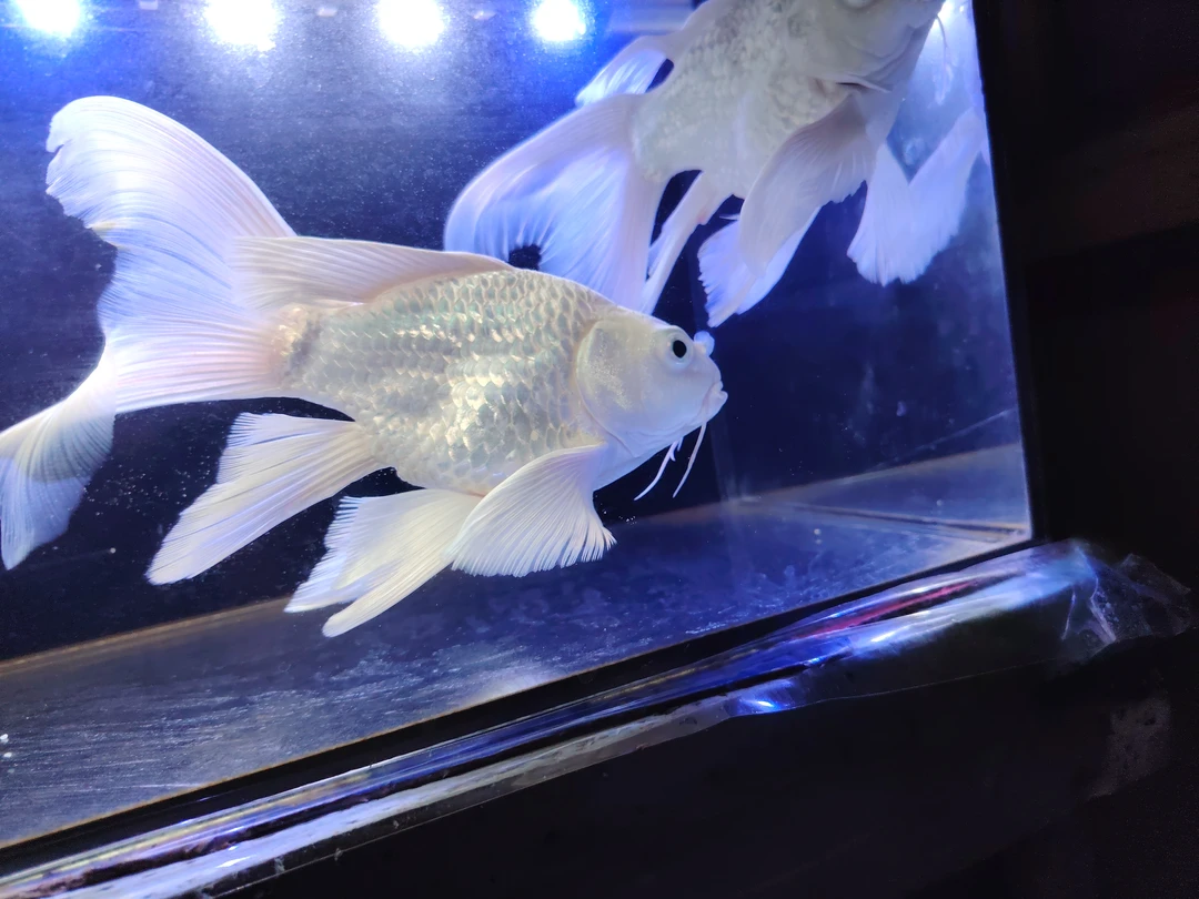 精选贵妃蝴蝶鲤大鳍大尾狮子头鹰勾嘴淡水水观赏鱼好养耐活温度26