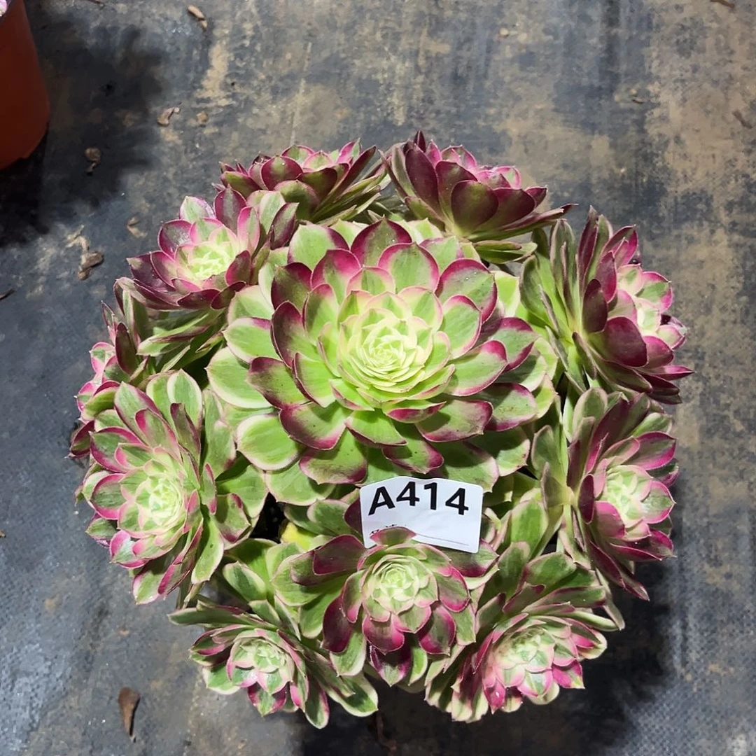 多肉植物孔雀翎414多肉