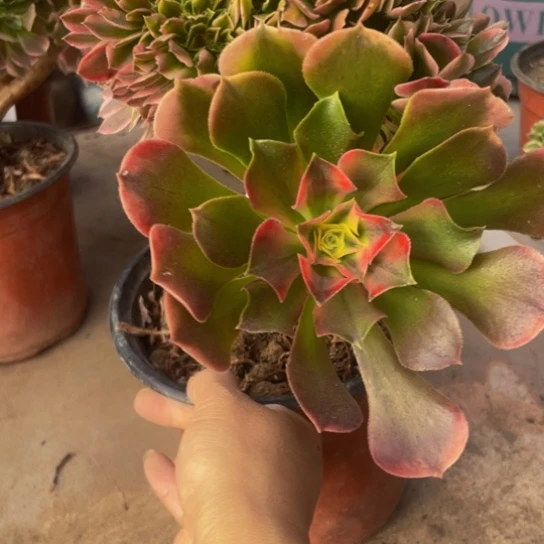 709，多肉法师香妃缀包邮