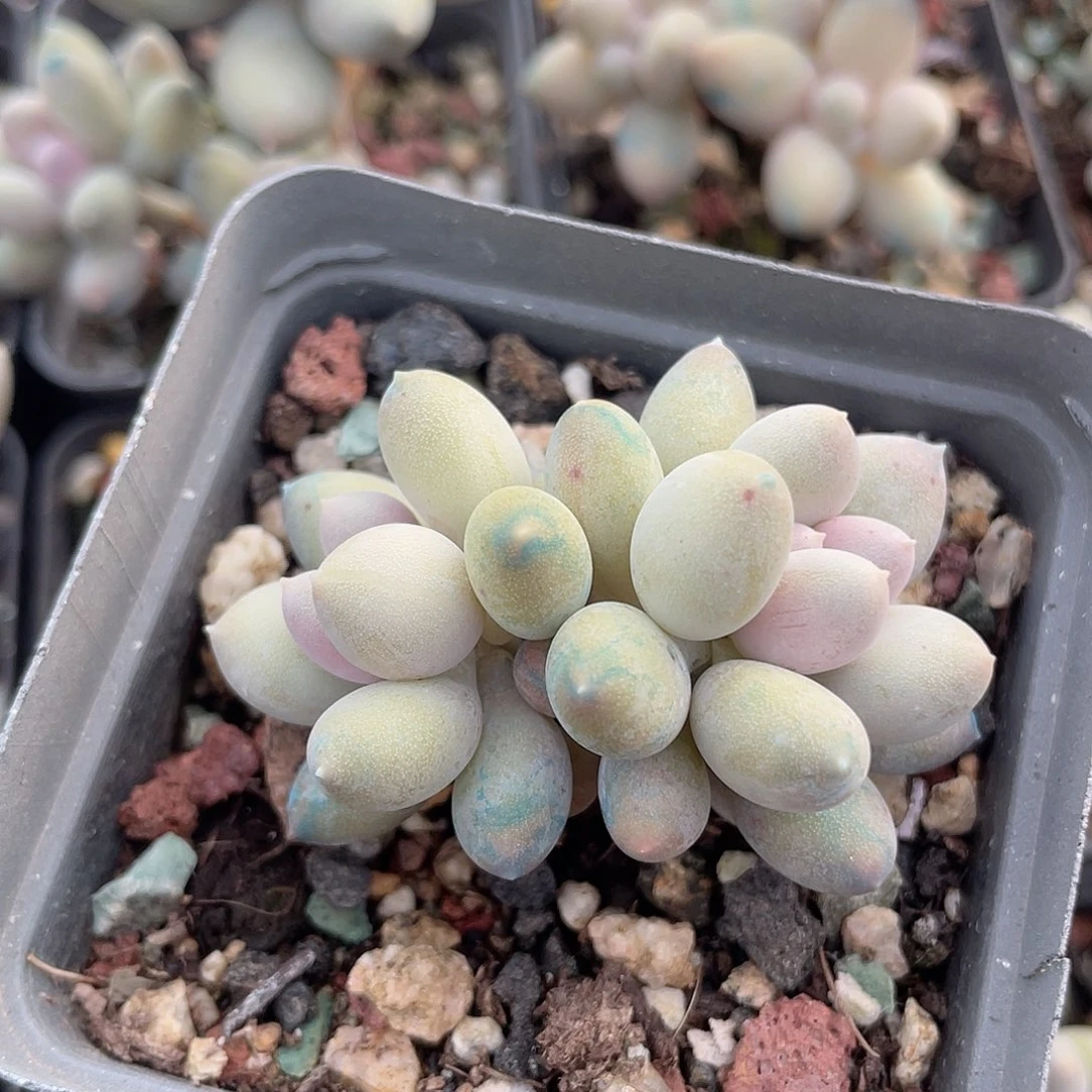 溜溜球 脱土发货 7口盆