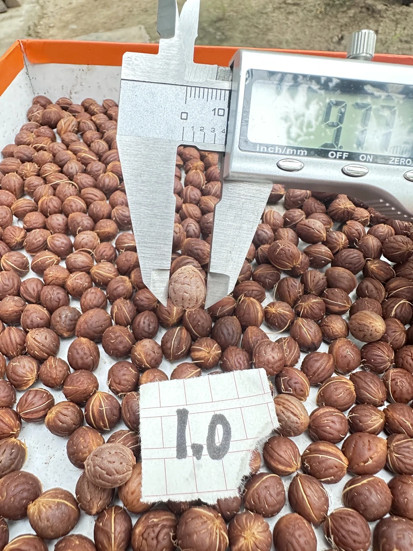 1.0纯野生山桃核小尺寸