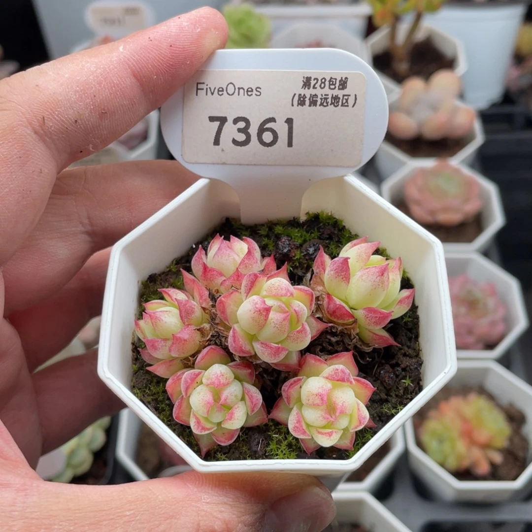 女王群7361-5.5厘米