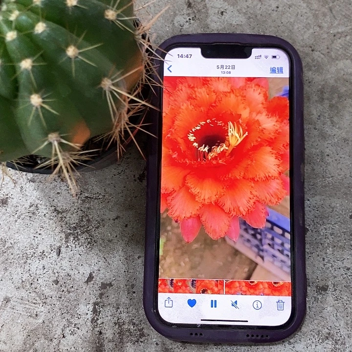 威尔刚仙人球，256899