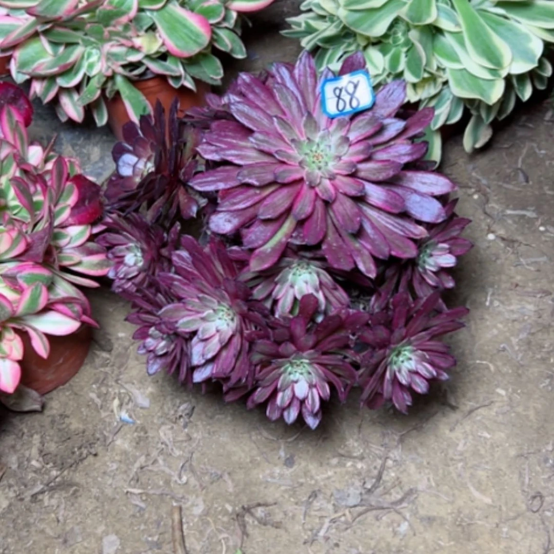 【闪购商品】欢**家多肉植物紫霞88