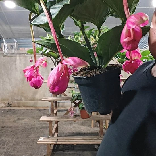 噼****无花朵宝莲灯花基地发货