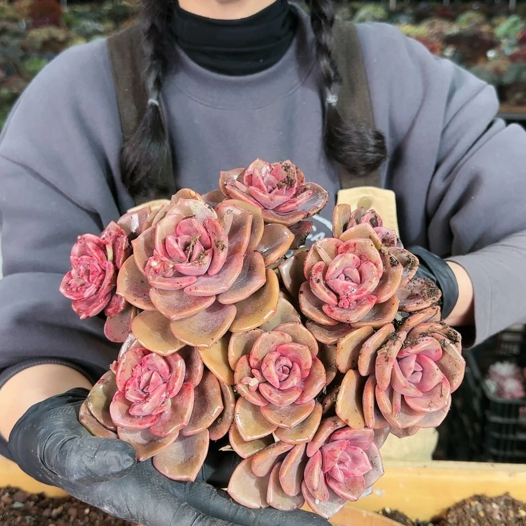 许*许姐，琉璃盏4颗，115      肉