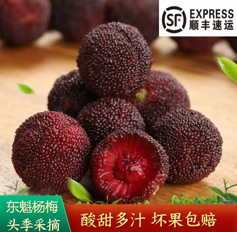 正宗东魁杨梅新鲜软丝杨梅鲜果现摘现发颗粒装大杨梅当季水果产地