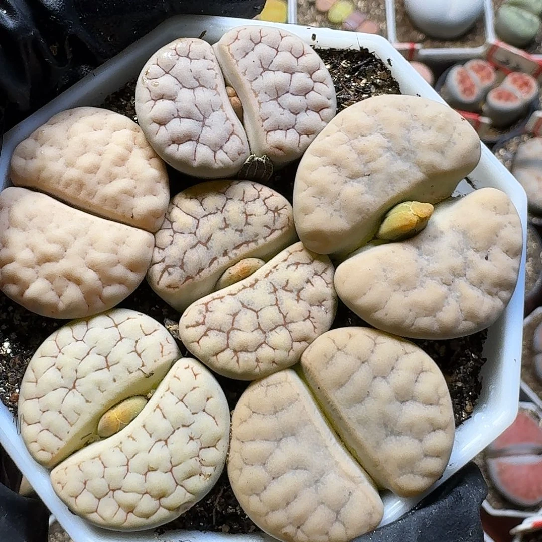 生石花111111。  192