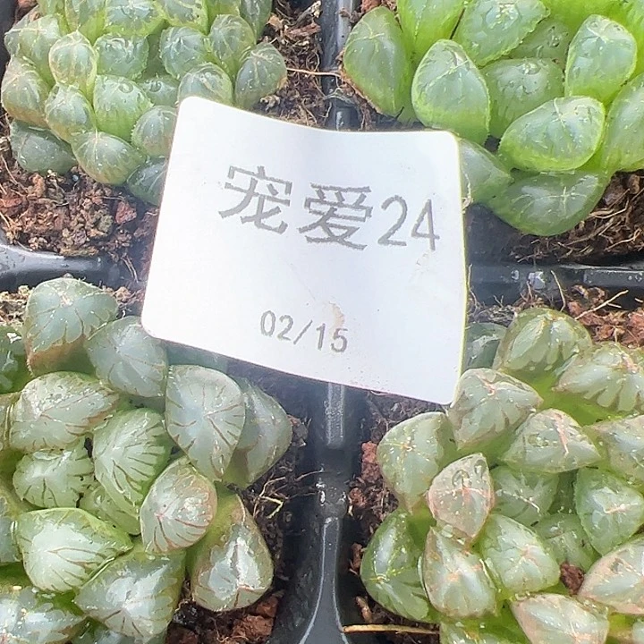 直播福利一物一拍24