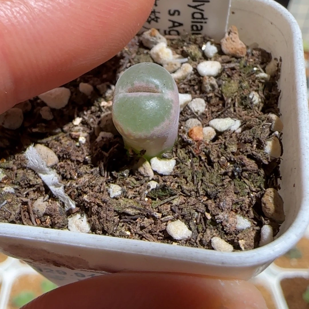 肉锥多肉植物组合-安格1683