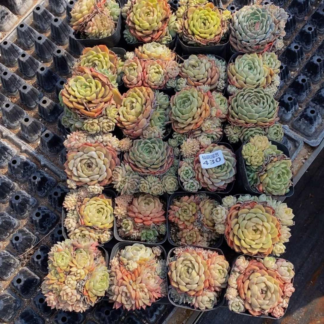 苏**干430多人在一起的时候我