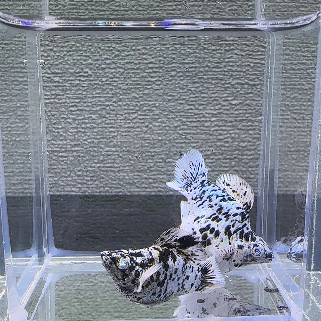 黑玛丽鱼奶牛钻石眼