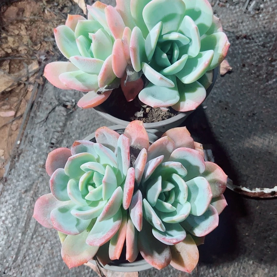 撒***二颗双头，一起上20