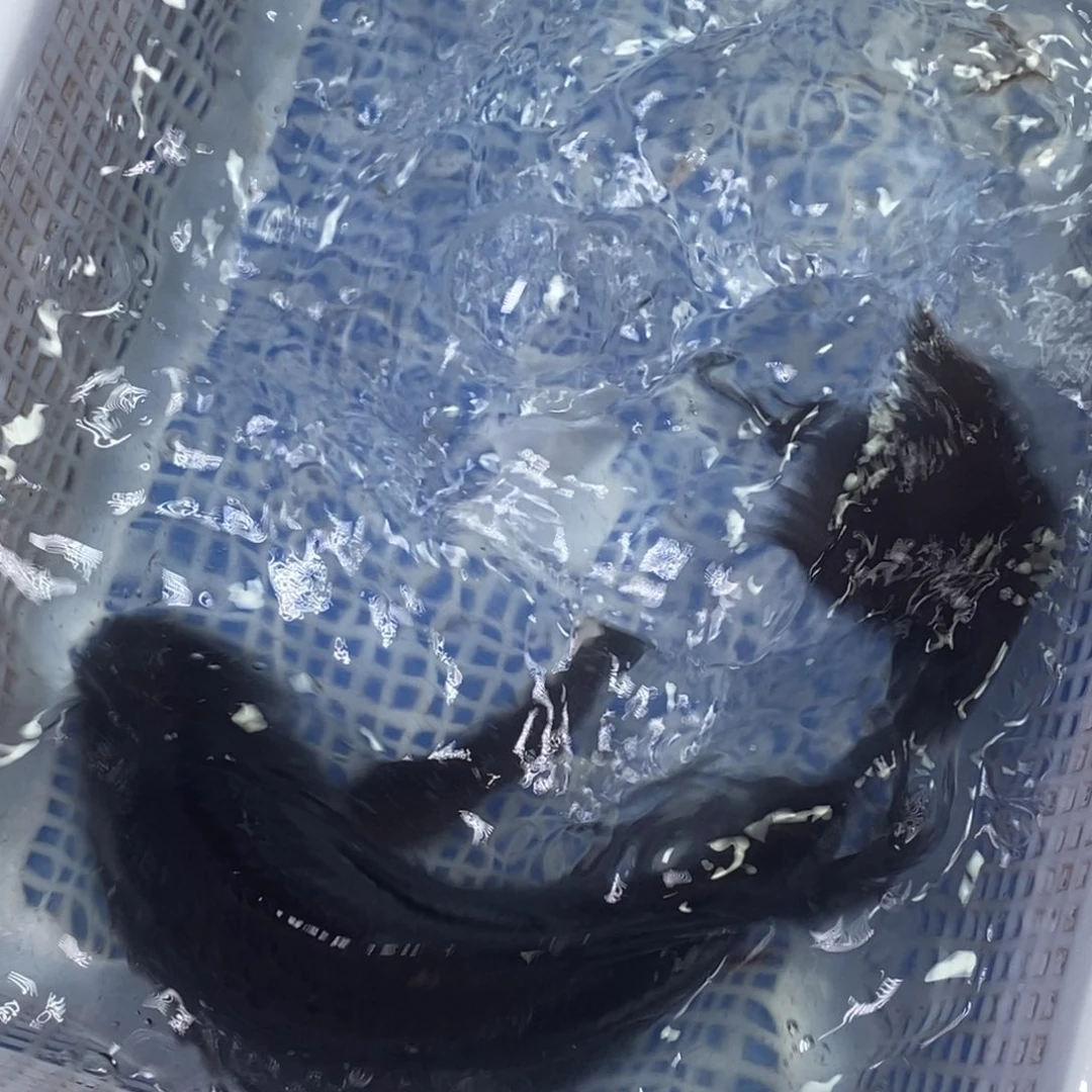 锦鲤冷水锦鲤包邮