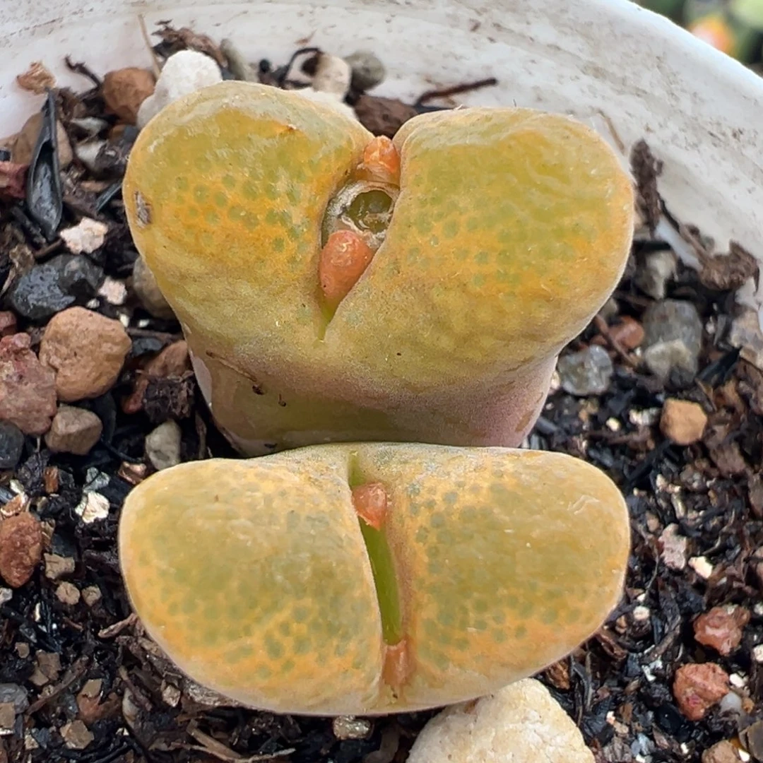 846多肉植物种类和