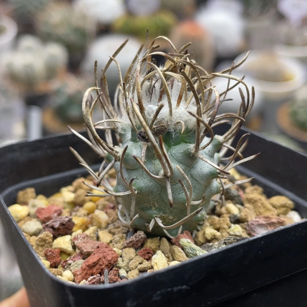 黄龙丸        实生根