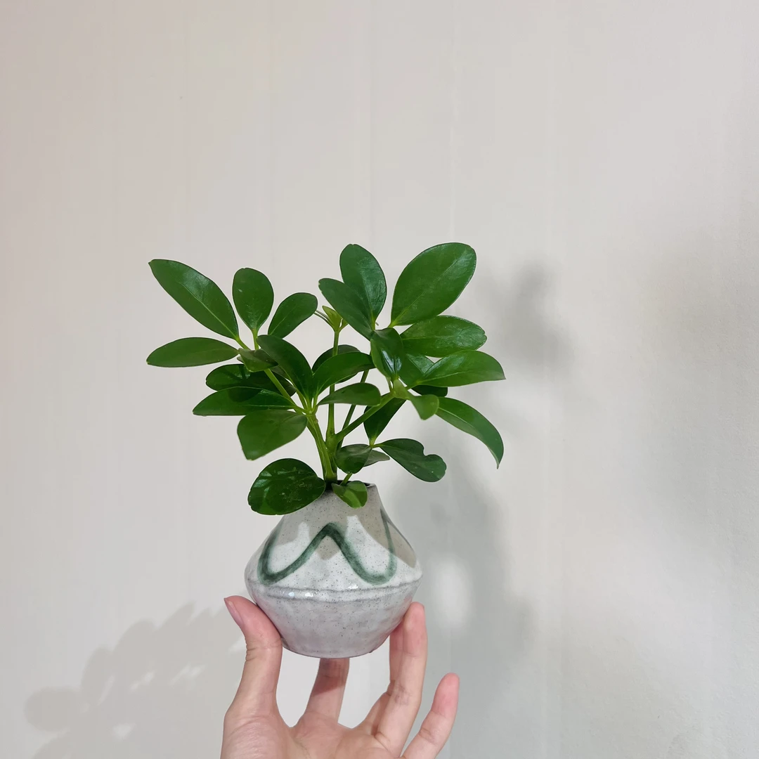 水培鸭脚木室内好养加赠手工盆