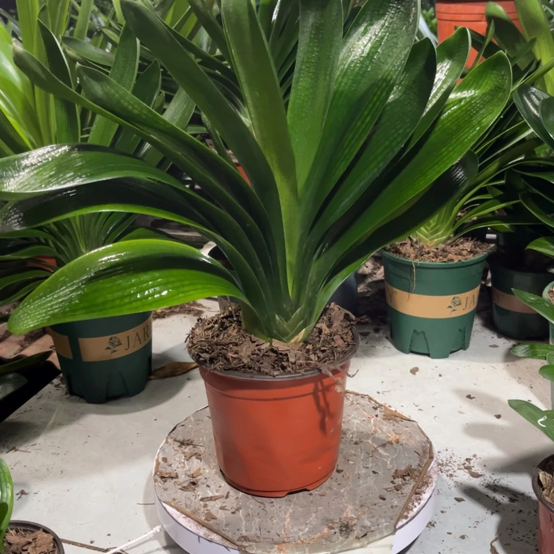 当前无花栽培后可以开花