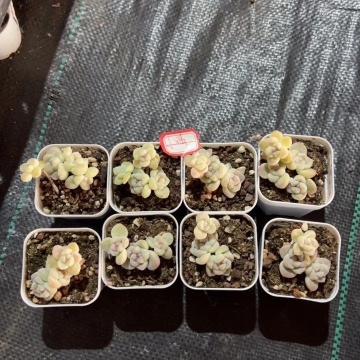 小晴一物一拍专拍的